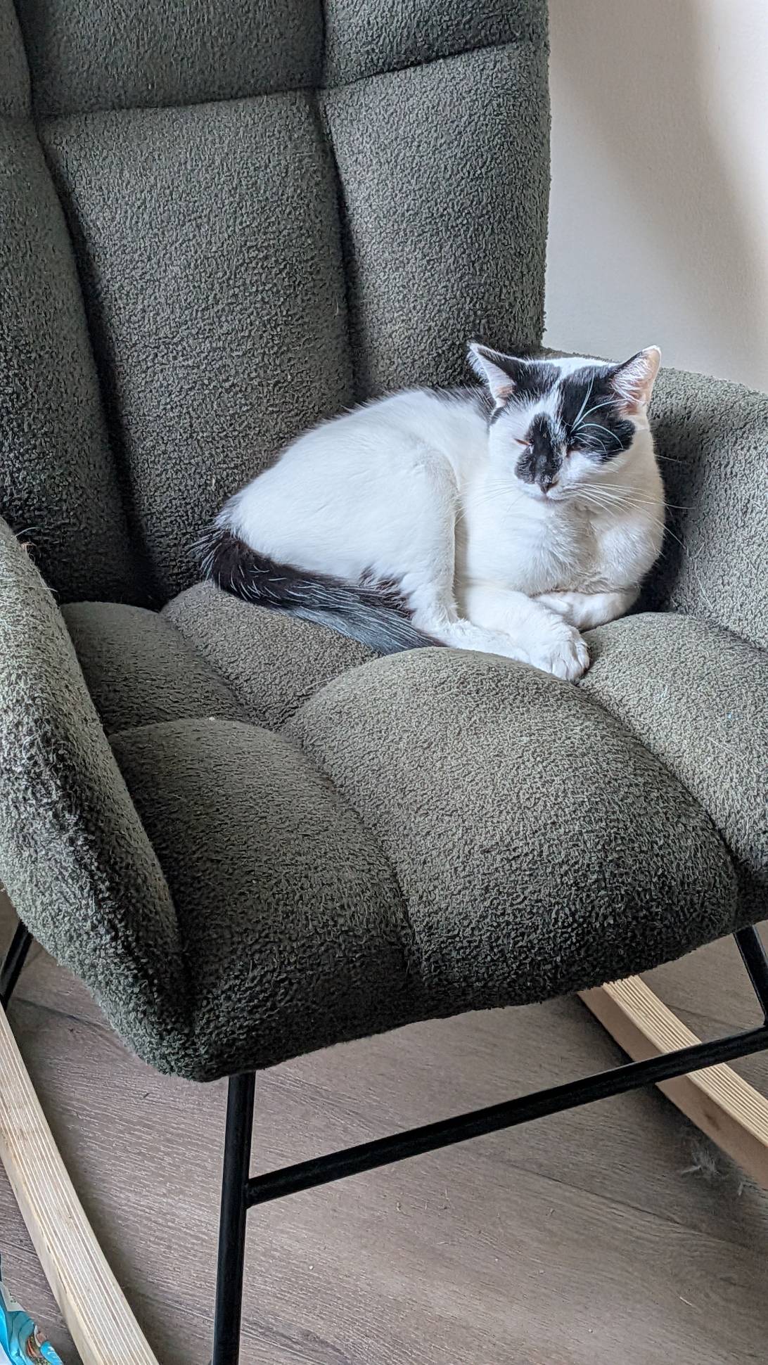 Mochi, a cat found on Chonk Finder