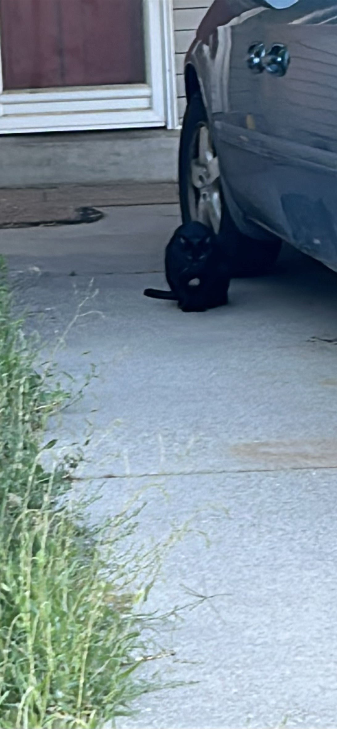Axle, a cat found on Chonk Finder