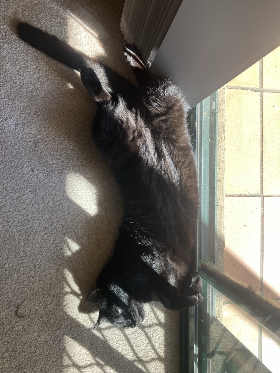 Derek, a cat found on Chonk Finder