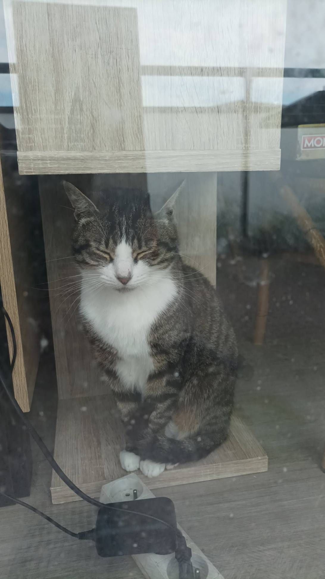 Rengar the prophet, a cat found on Chonk Finder