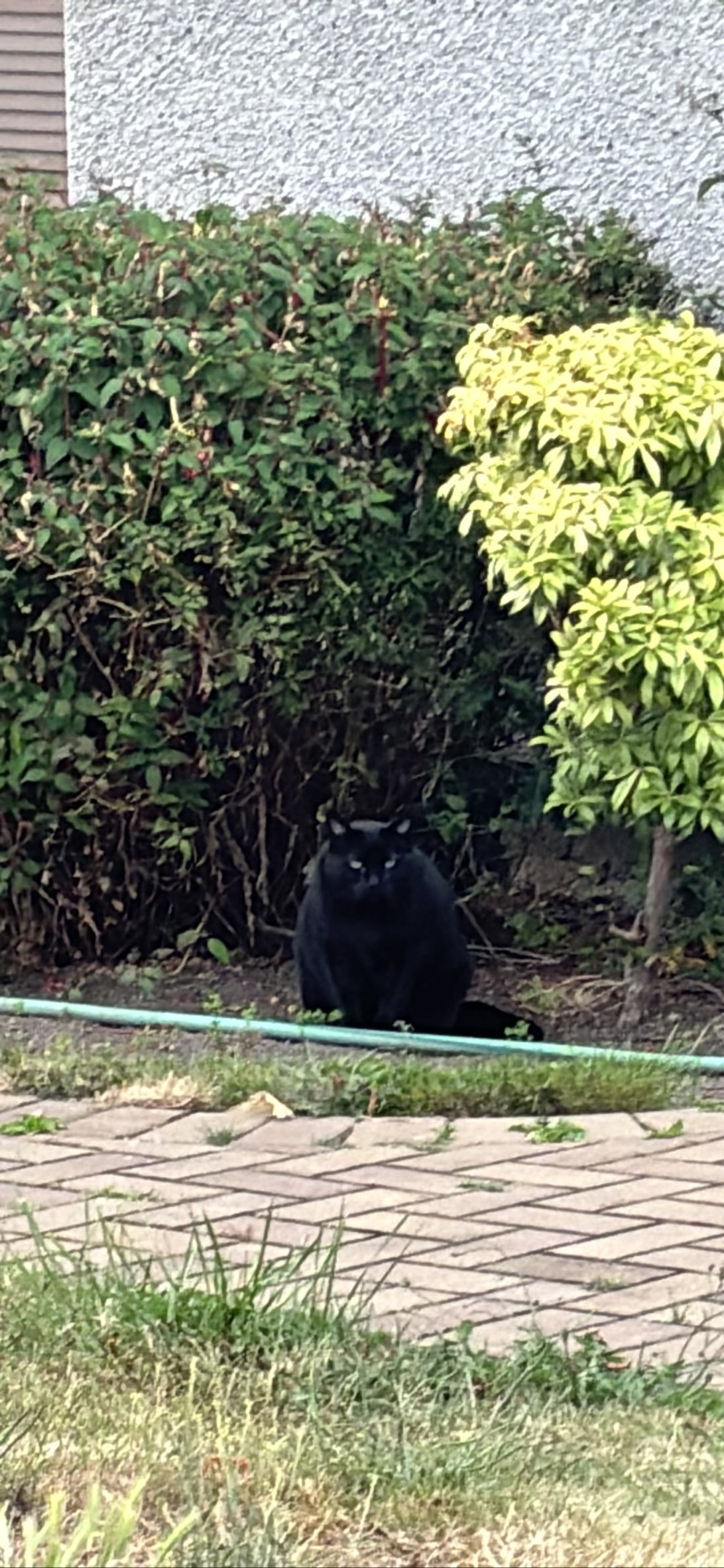 Crowley, a cat found on Chonk Finder