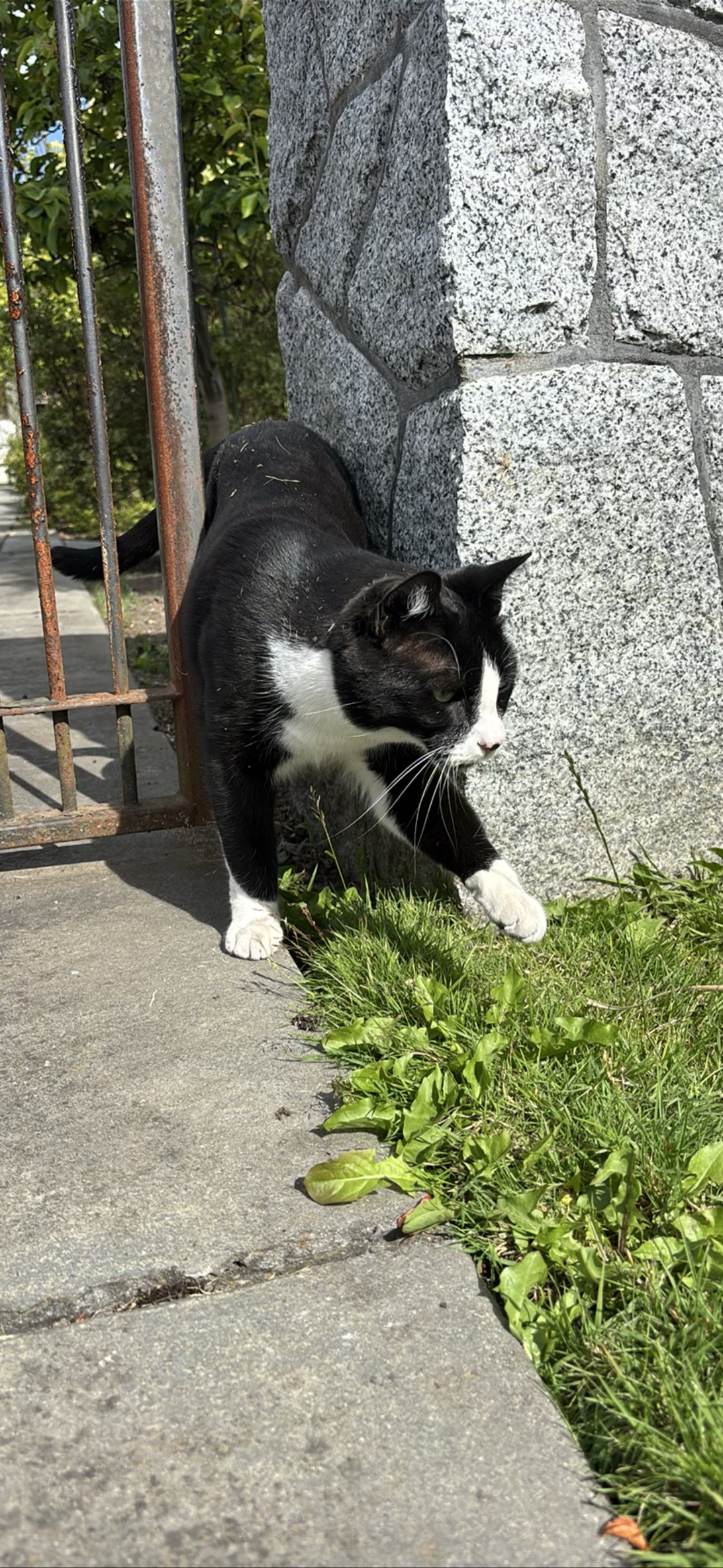 Percy, a cat found on Chonk Finder