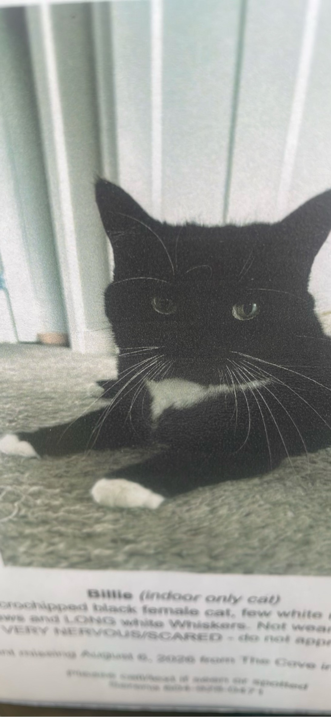 Billie, a cat found on Chonk Finder