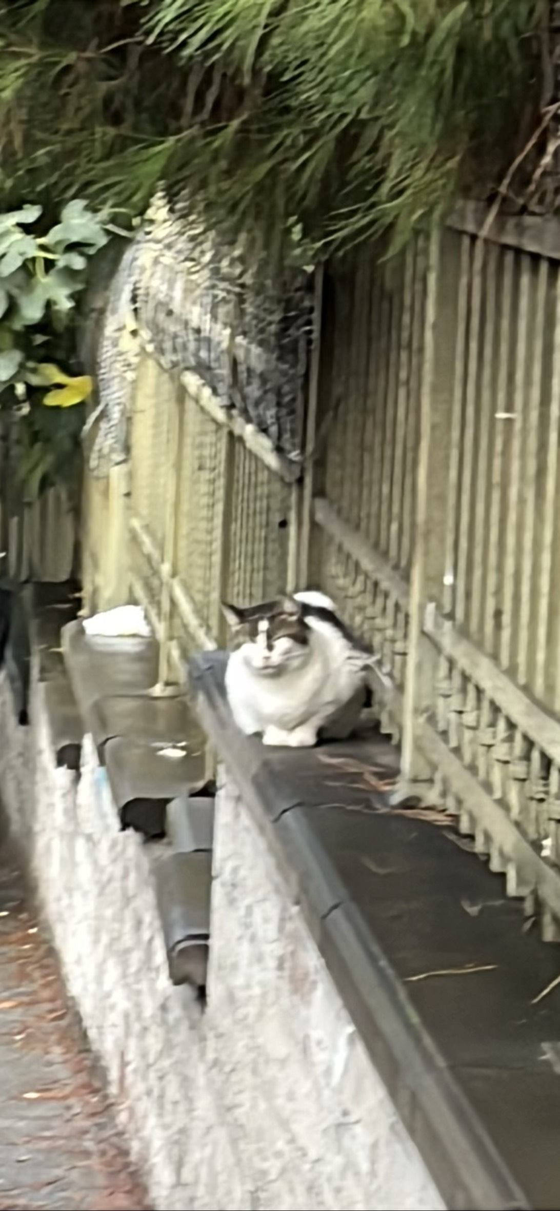 Polisi, a cat found on Chonk Finder