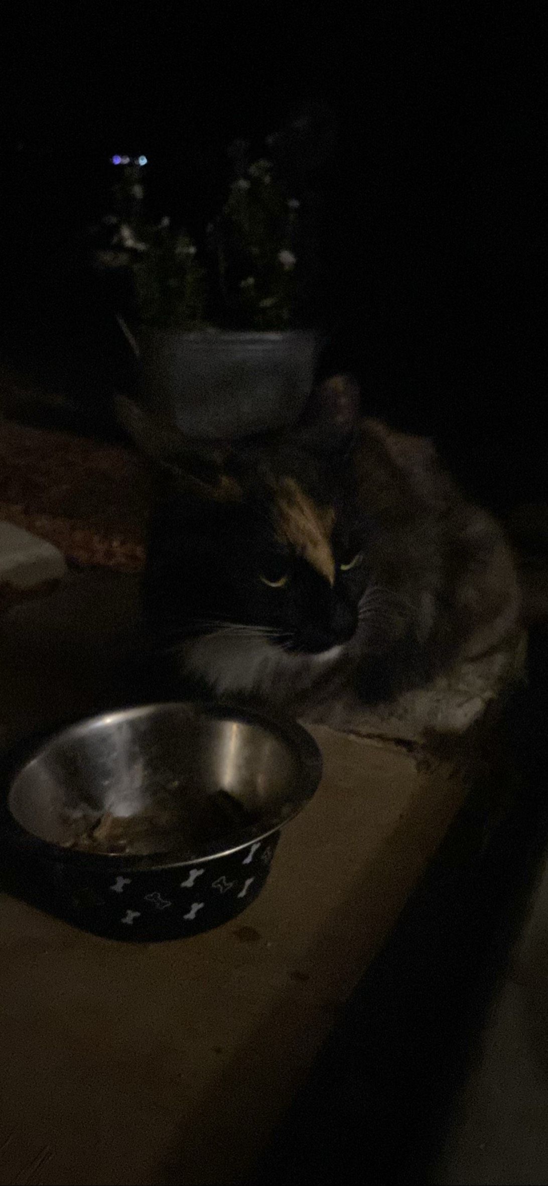 Flamey, a cat found on Chonk Finder