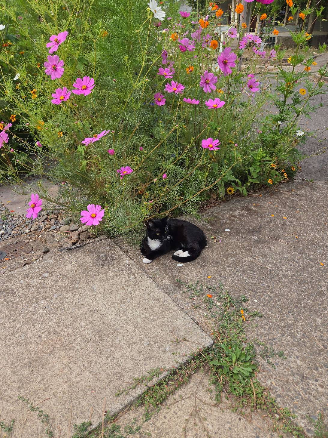 Reginald, a cat found on Chonk Finder