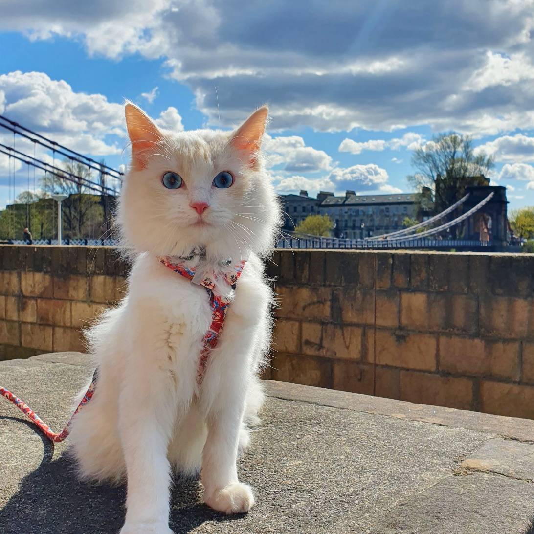 Bailey, a cat found on Chonk Finder