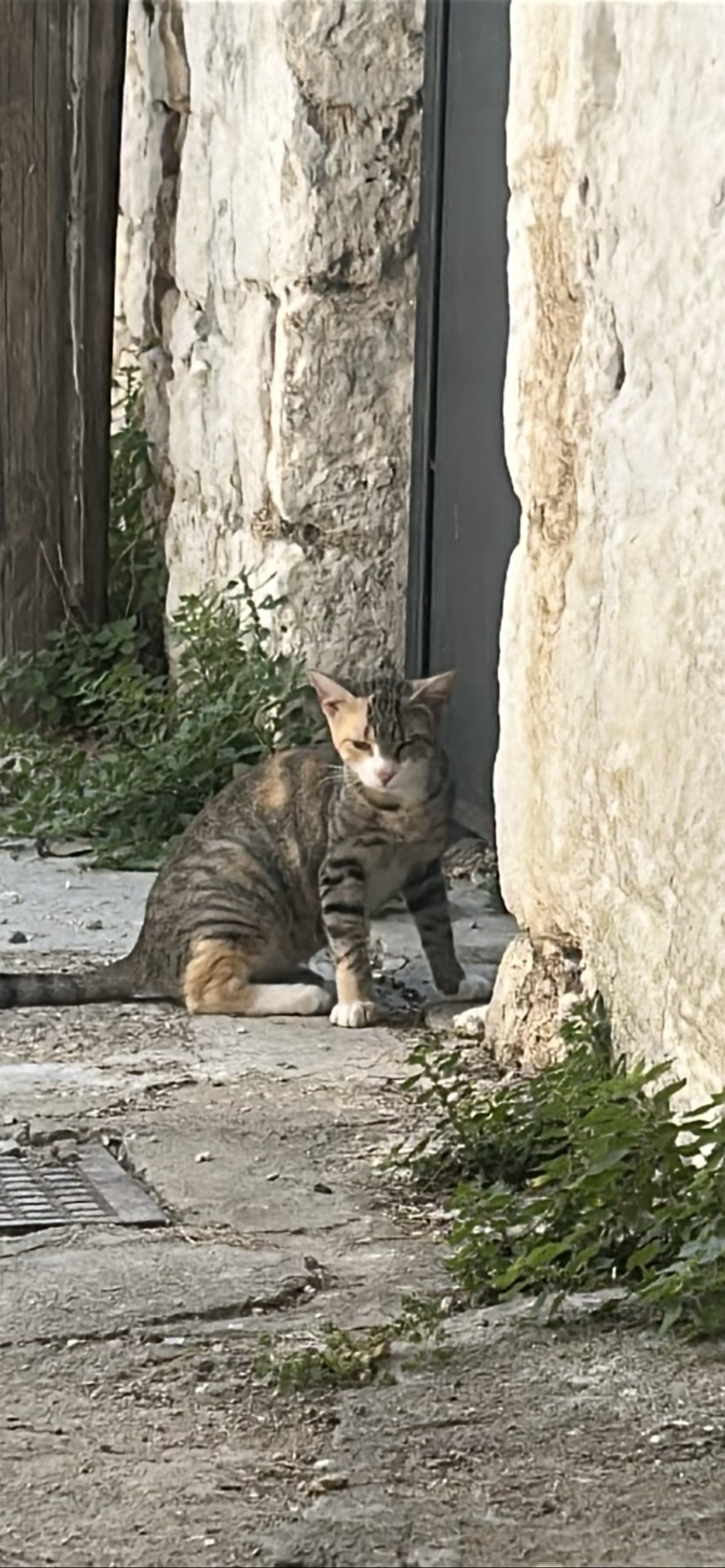 Matxa, a cat found on Chonk Finder