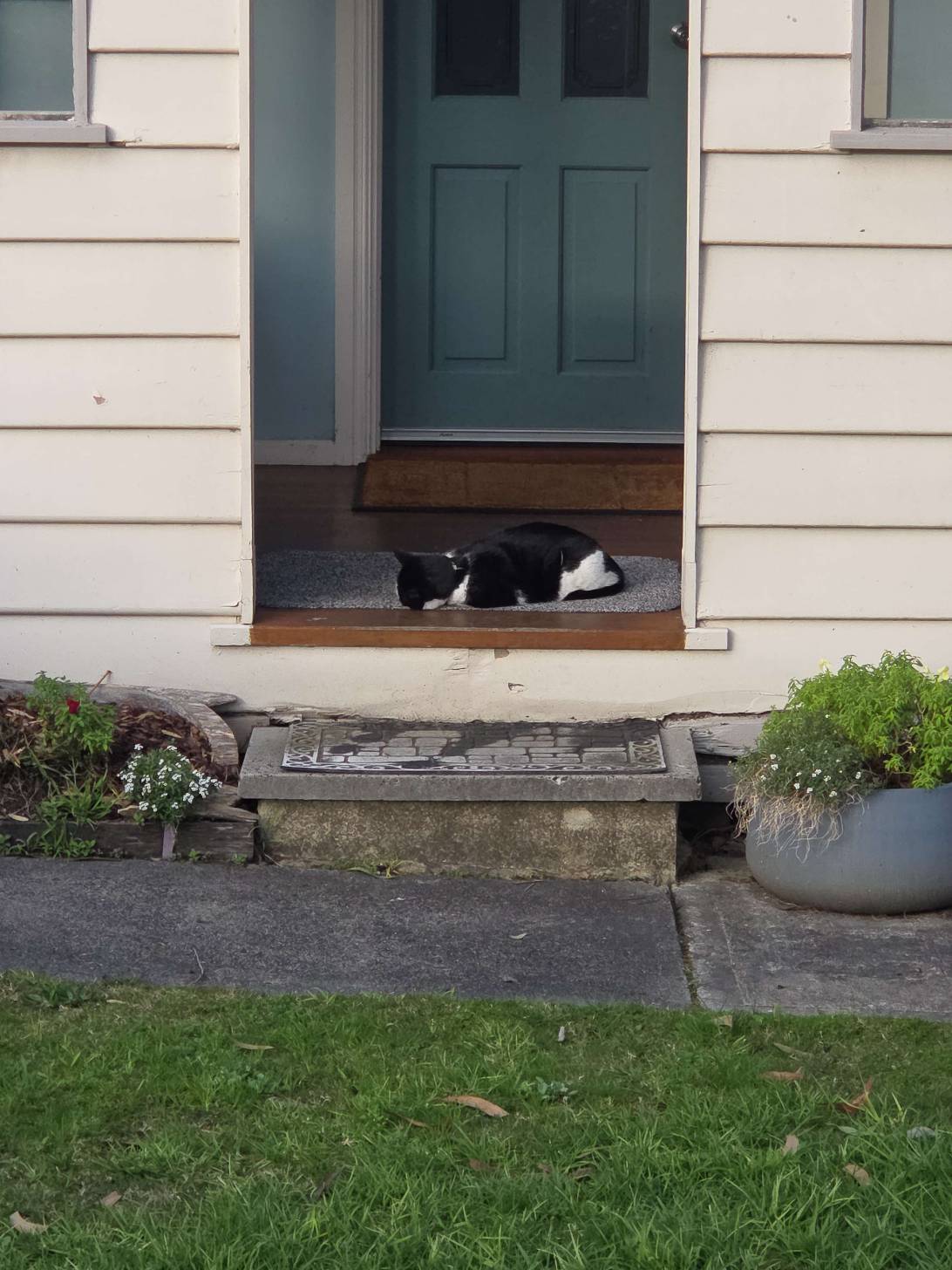 Doorstop, a cat found on Chonk Finder