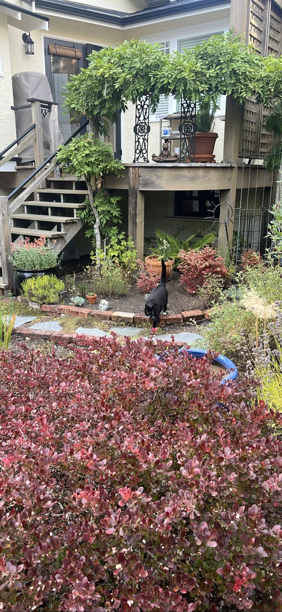 Garden Guy, a cat found on Chonk Finder