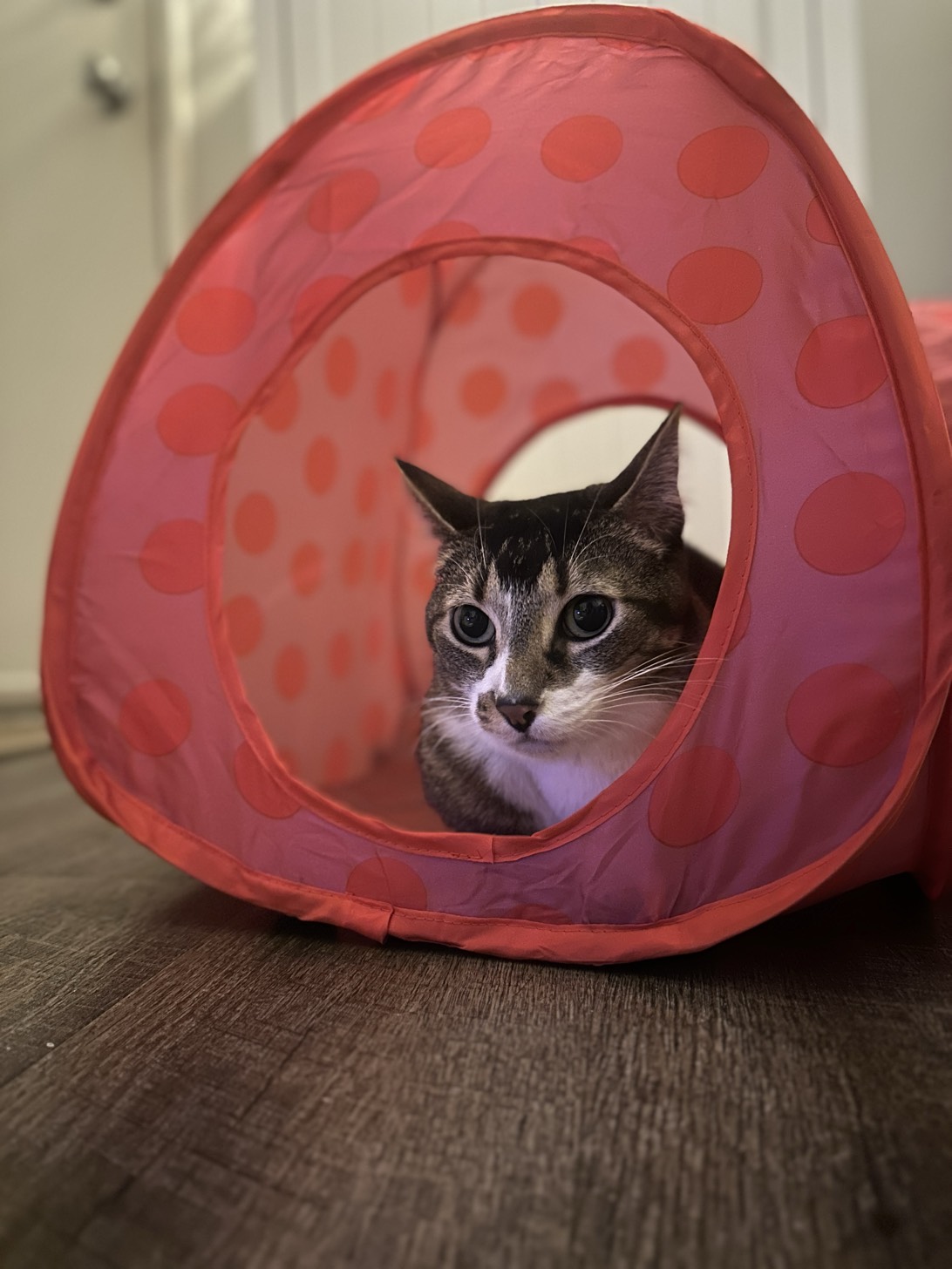 Hiccup, a cat found on Chonk Finder