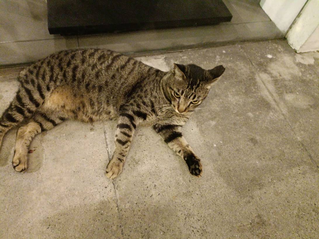 Brutus, a cat found on Chonk Finder