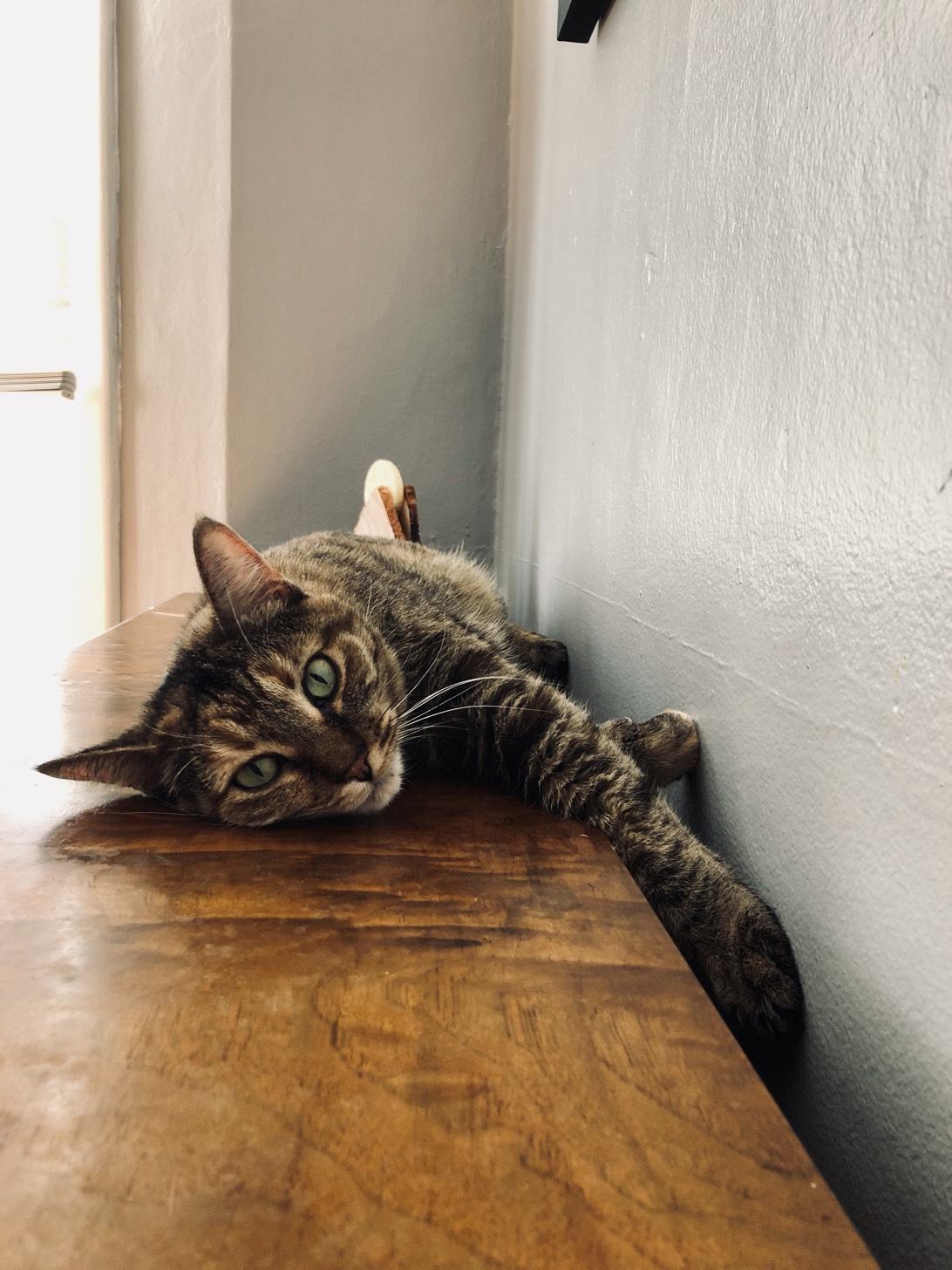 Lulu, a cat found on Chonk Finder