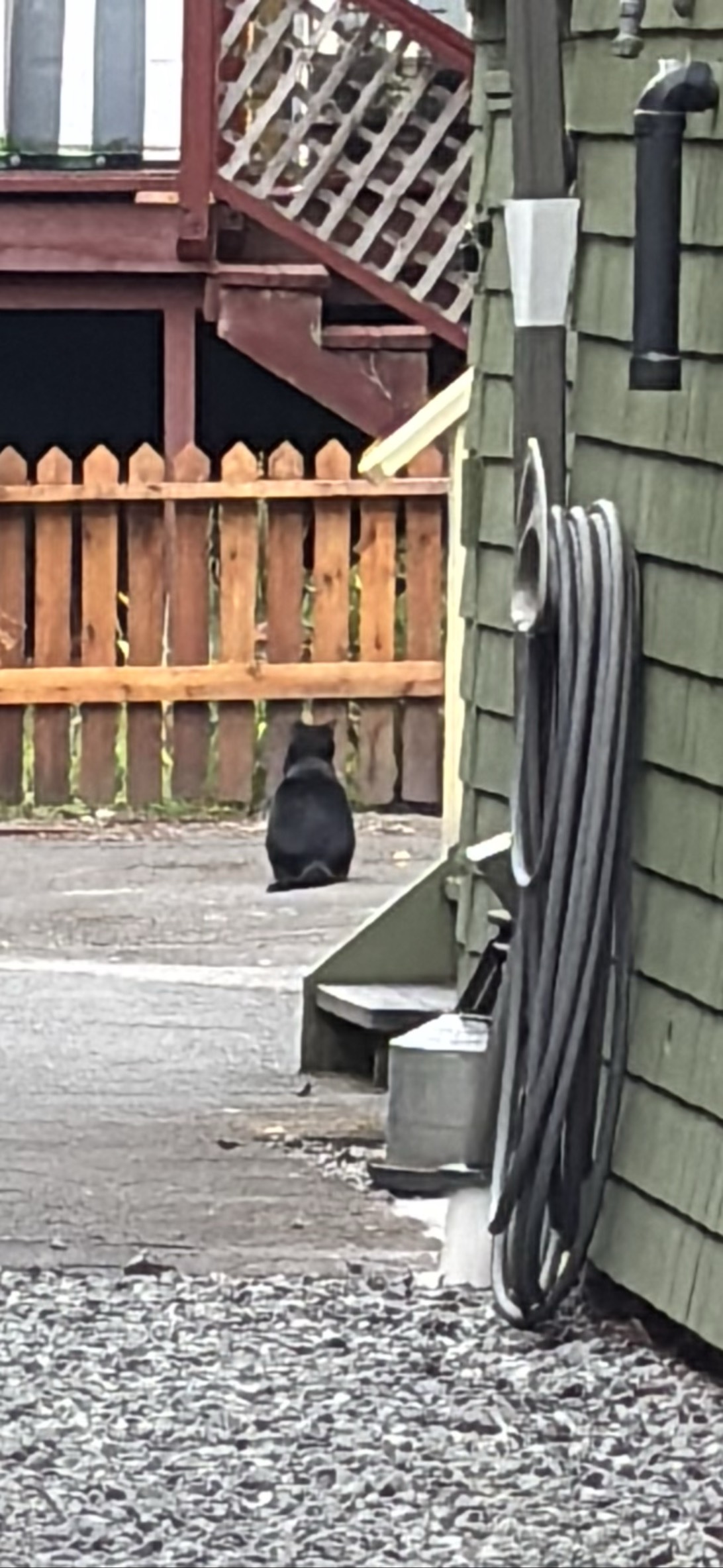 Spooky, a cat found on Chonk Finder