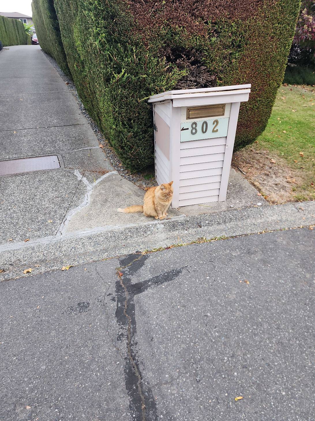 Gerry, a cat found on Chonk Finder