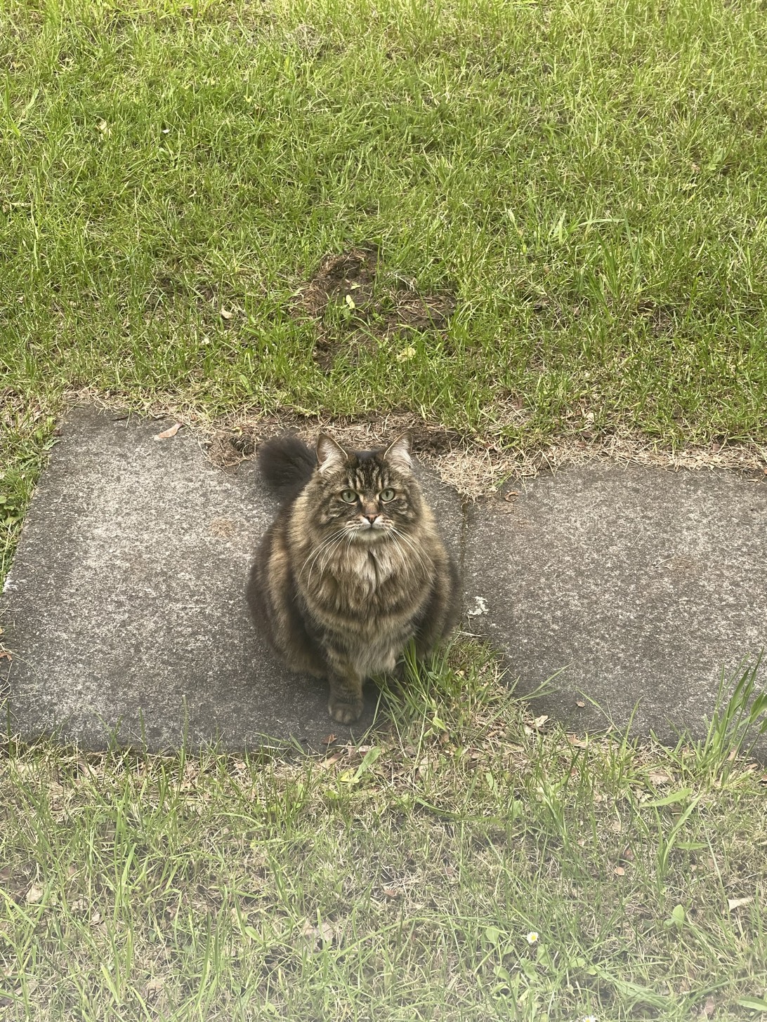 Taro, a cat found on Chonk Finder