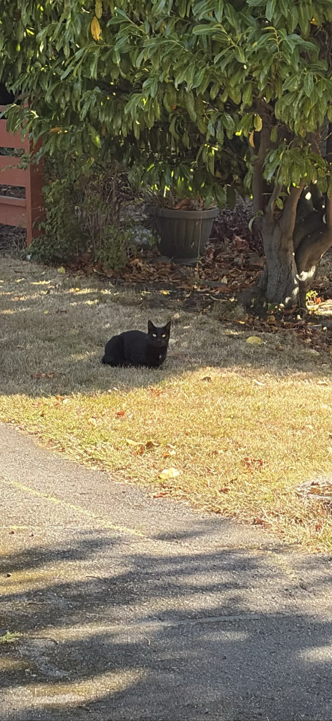 Viper, a cat found on Chonk Finder