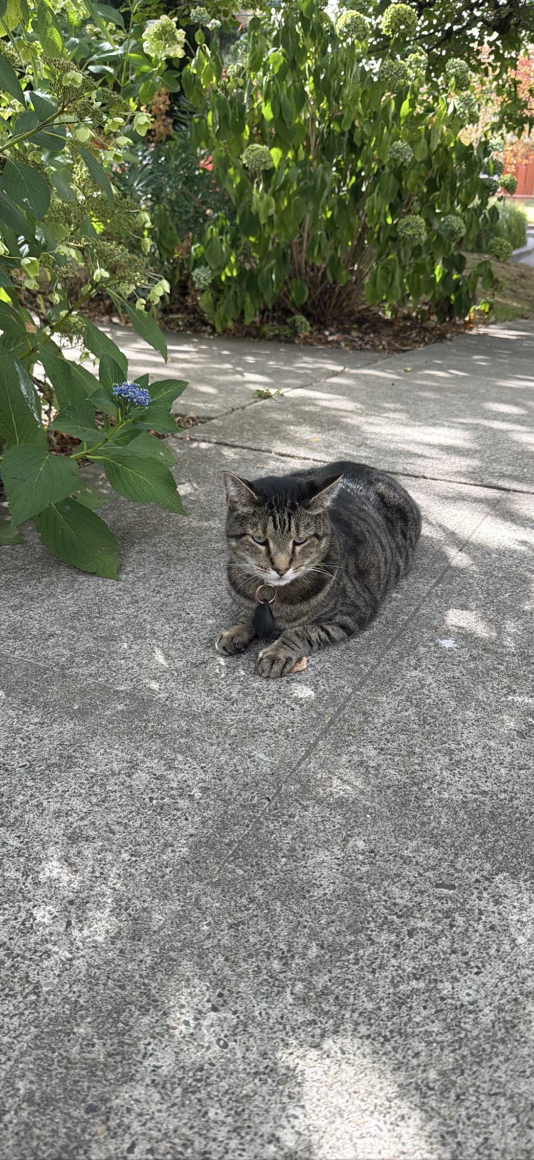 Bode, a cat found on Chonk Finder