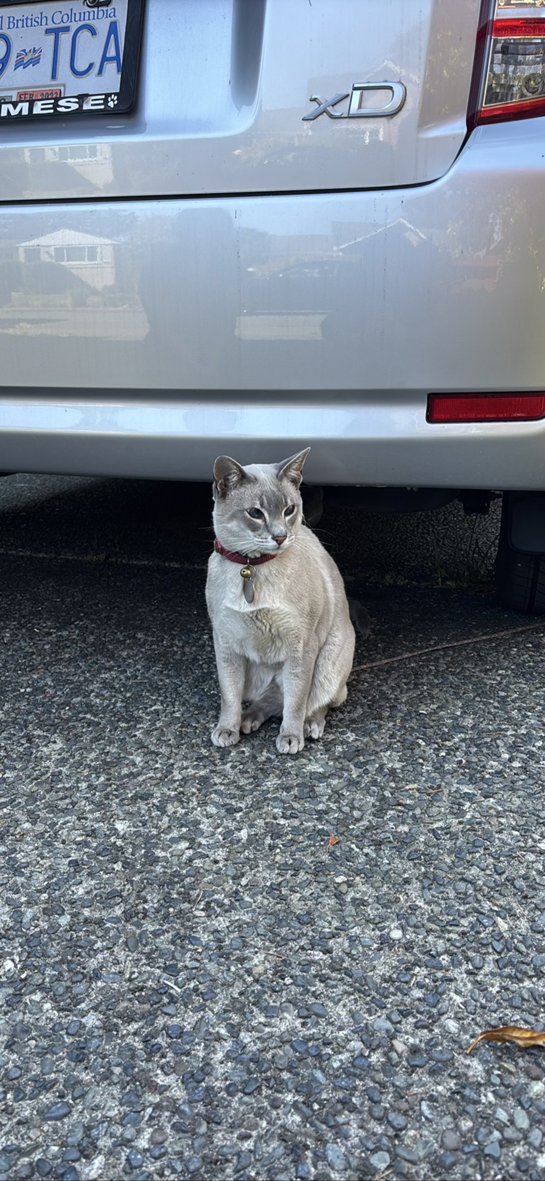 Goober, a cat found on Chonk Finder