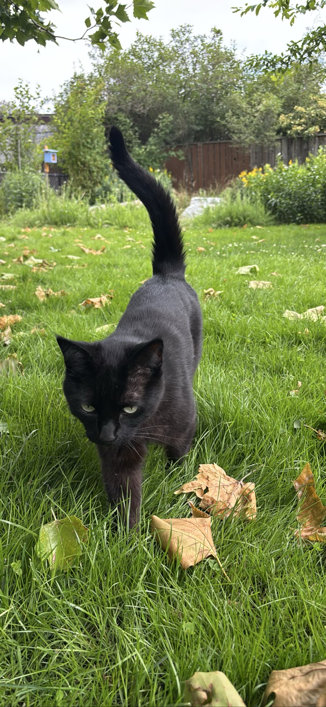 Midnight Strut, a cat found on Chonk Finder