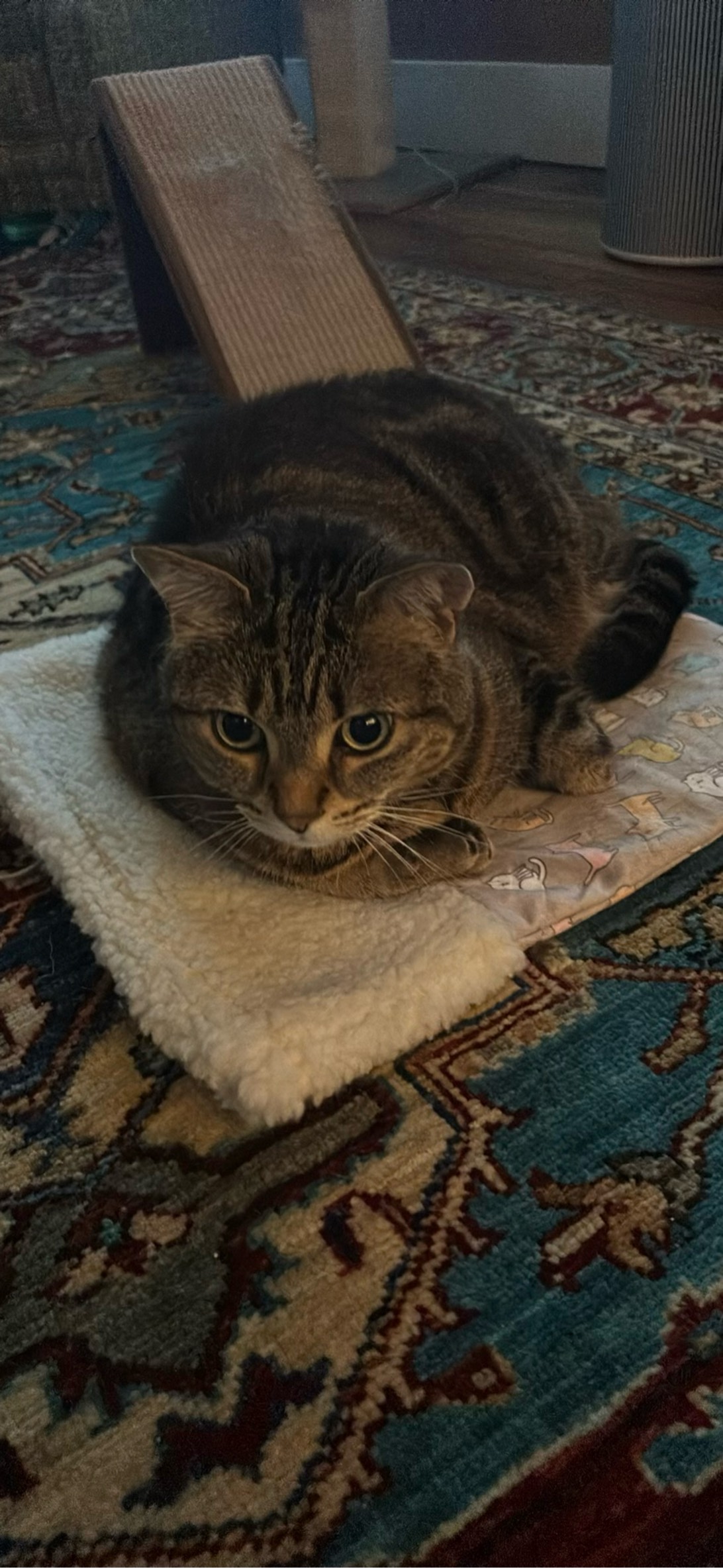 Salem, a cat found on Chonk Finder