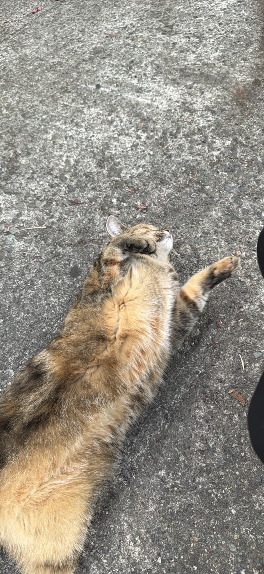Kit, a cat found on Chonk Finder