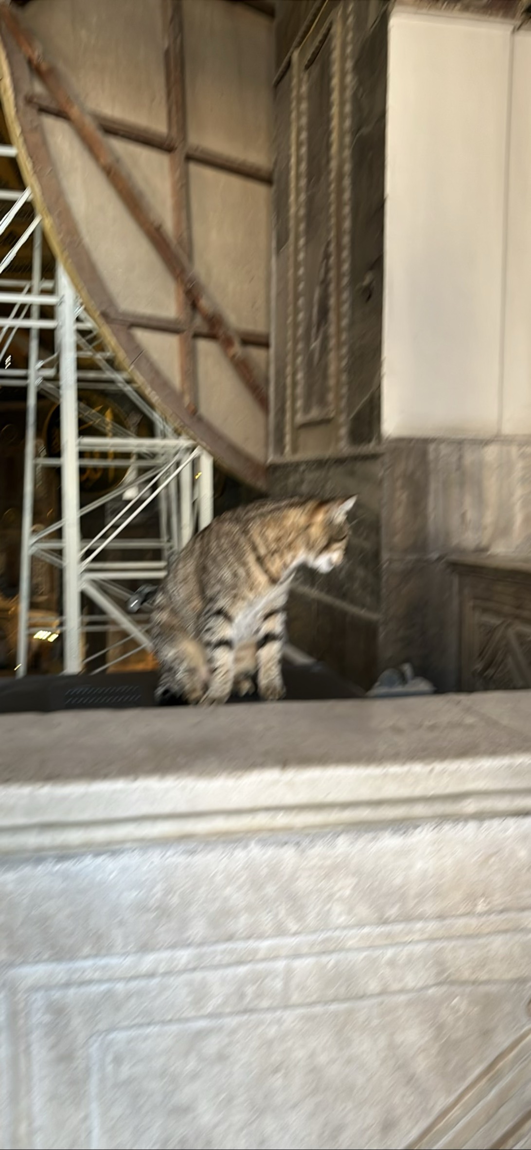 Sophia, a cat found on Chonk Finder