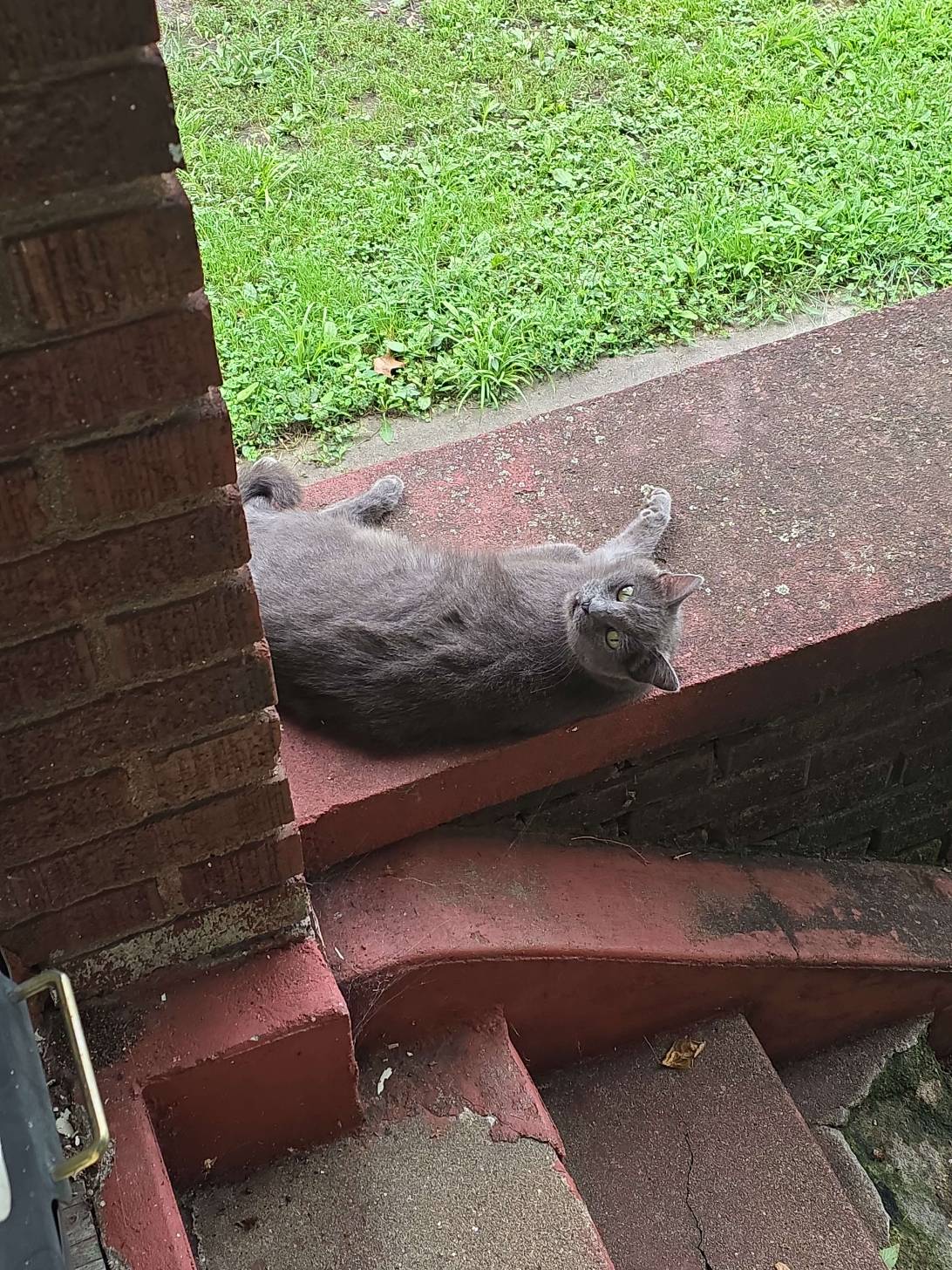 Whiskers Jr, a cat found on Chonk Finder