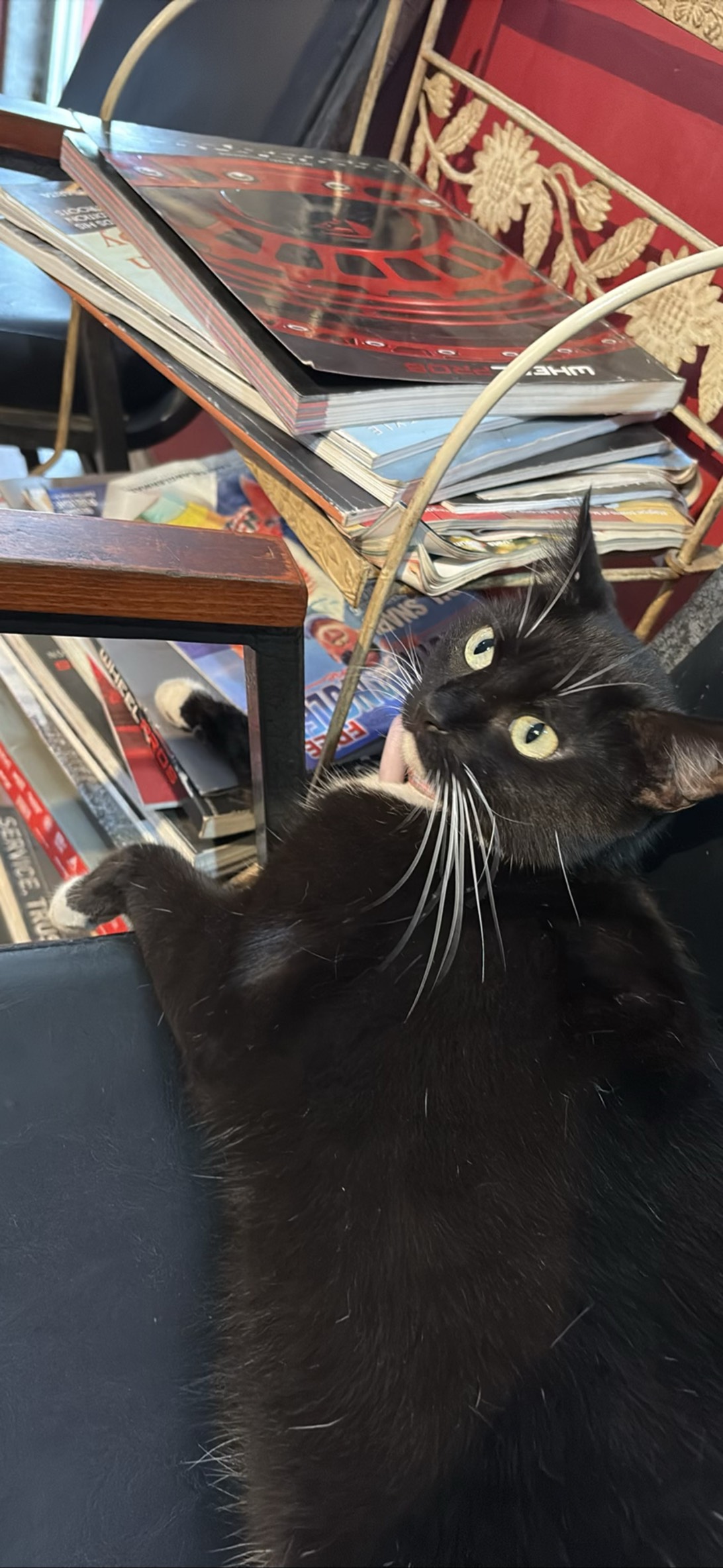 Kiki, a cat found on Chonk Finder