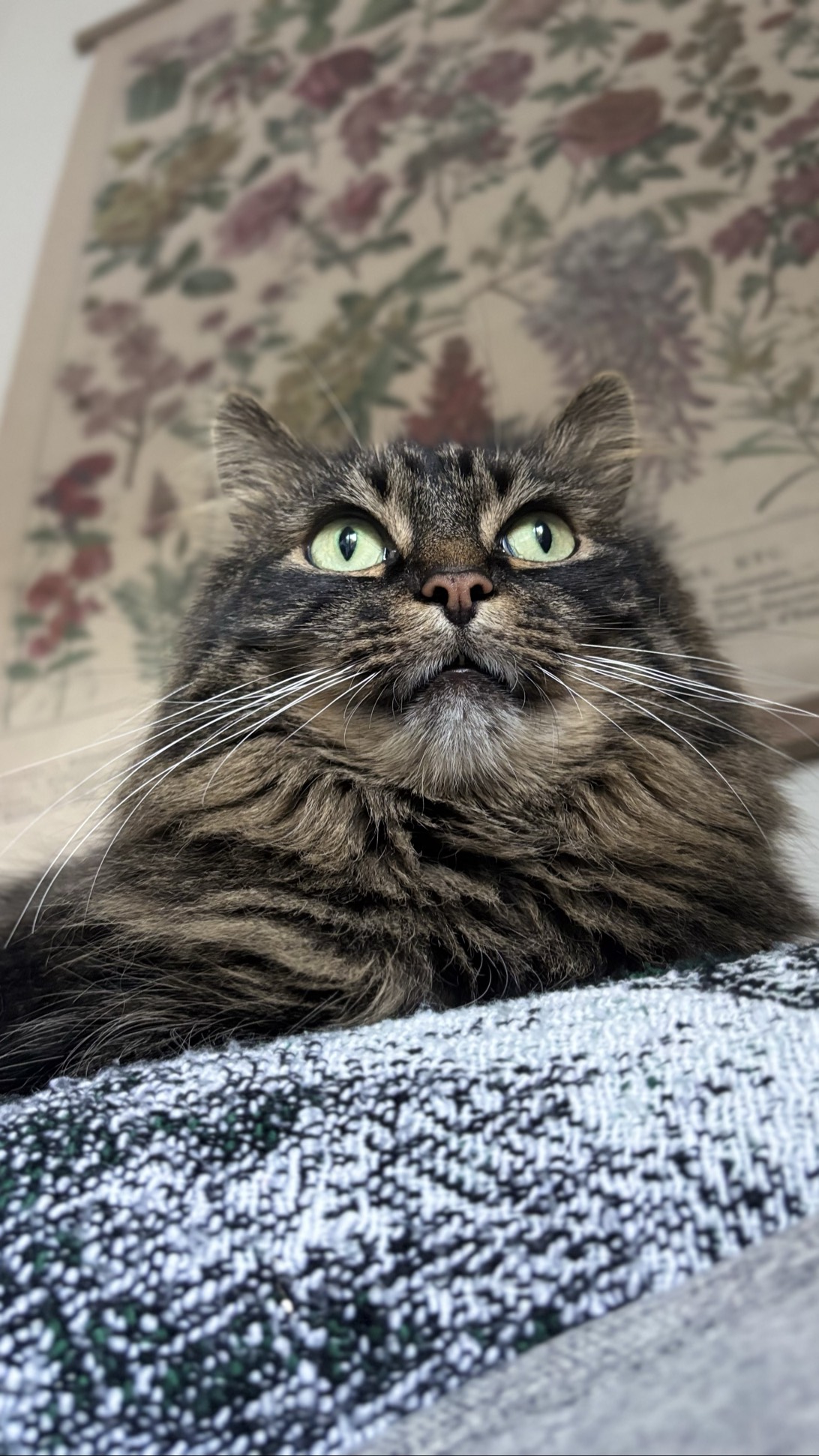 Ruby, a cat found on Chonk Finder