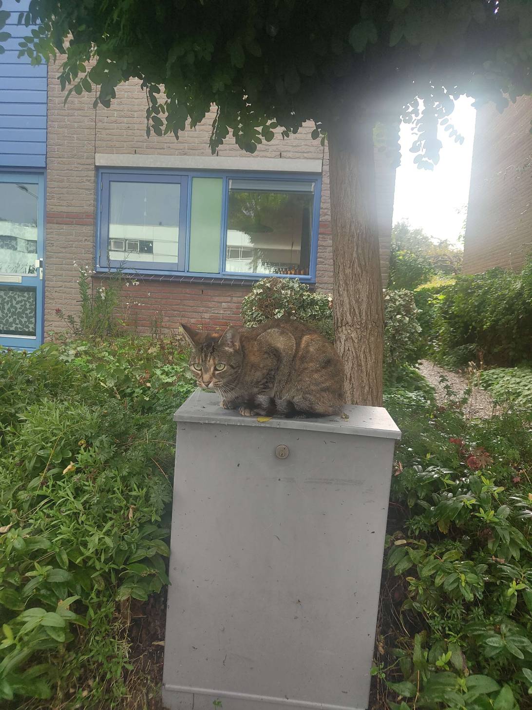 Poes, a cat found on Chonk Finder