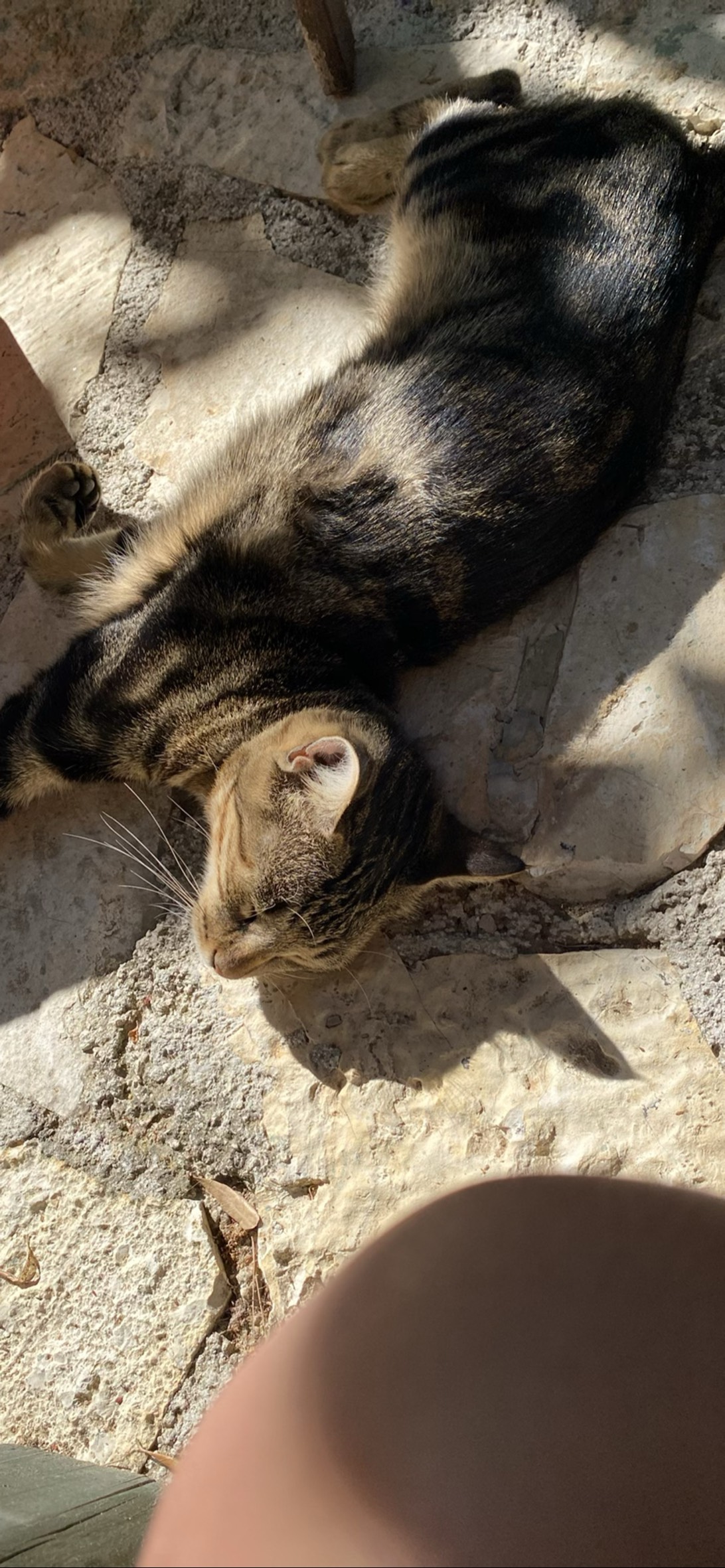 Billy, a cat found on Chonk Finder