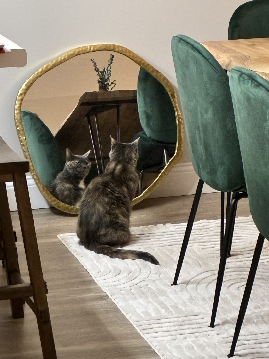 Gwynn, a cat found on Chonk Finder