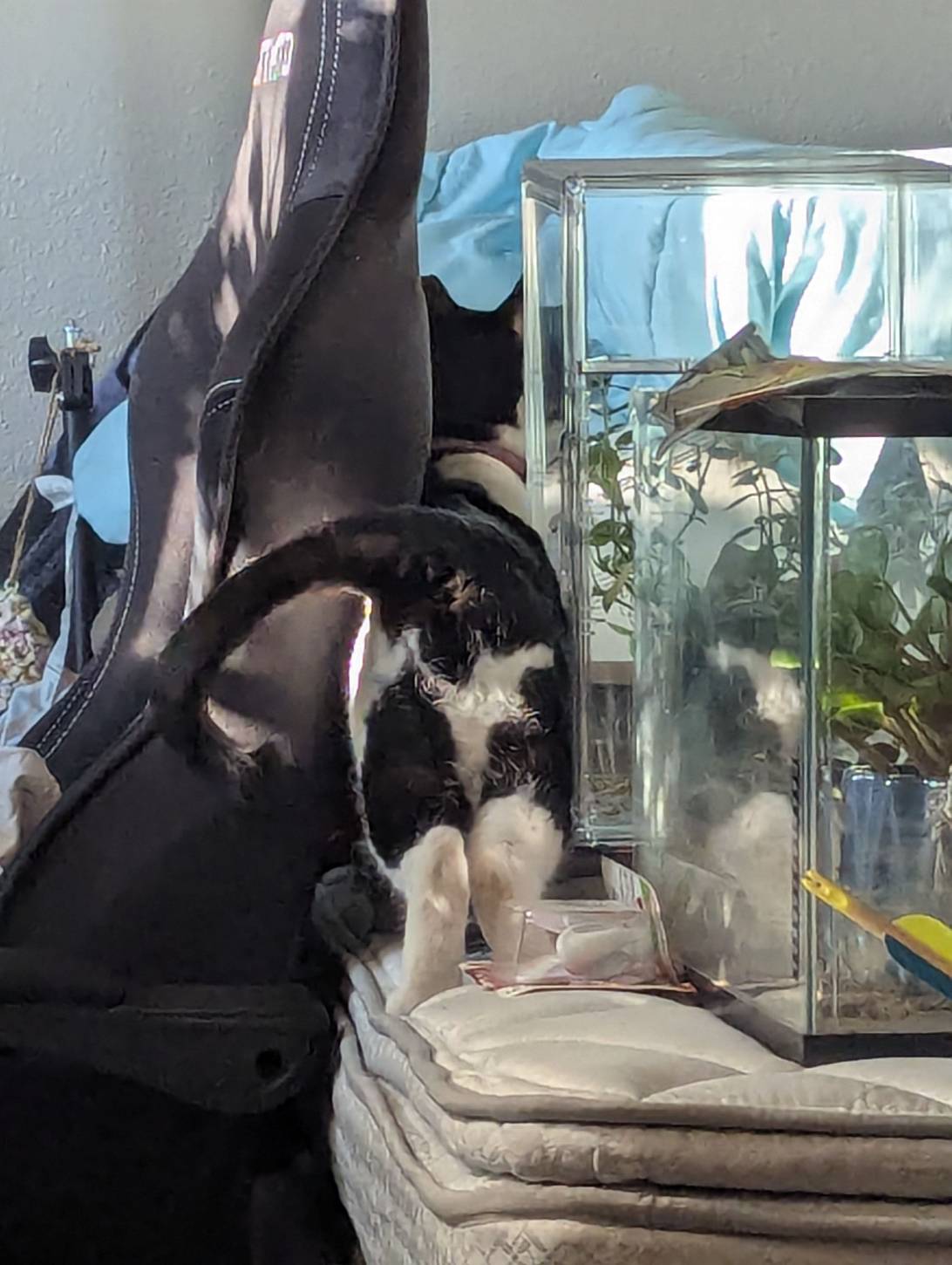 Moo, a cat found on Chonk Finder