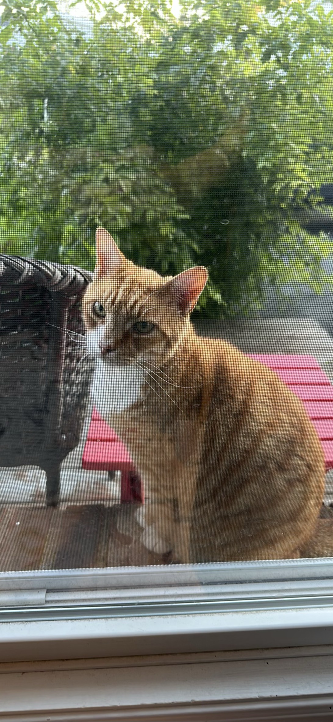 Garfield, a cat found on Chonk Finder
