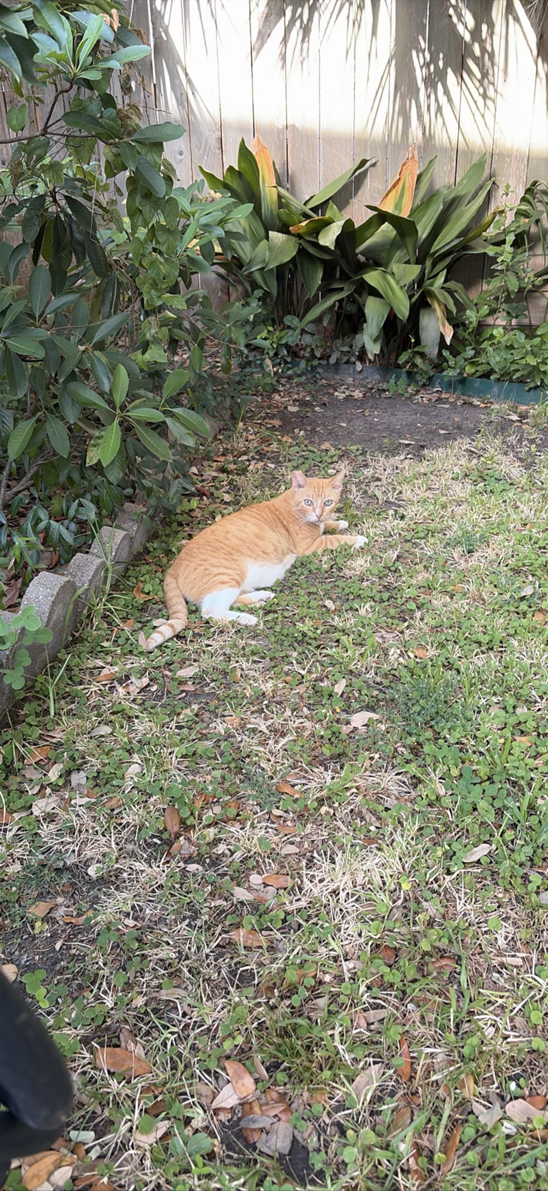 Mr. O, a cat found on Chonk Finder