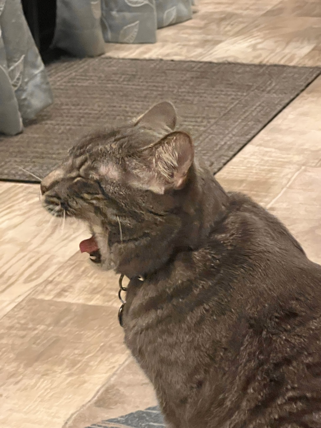 Love, a cat found on Chonk Finder