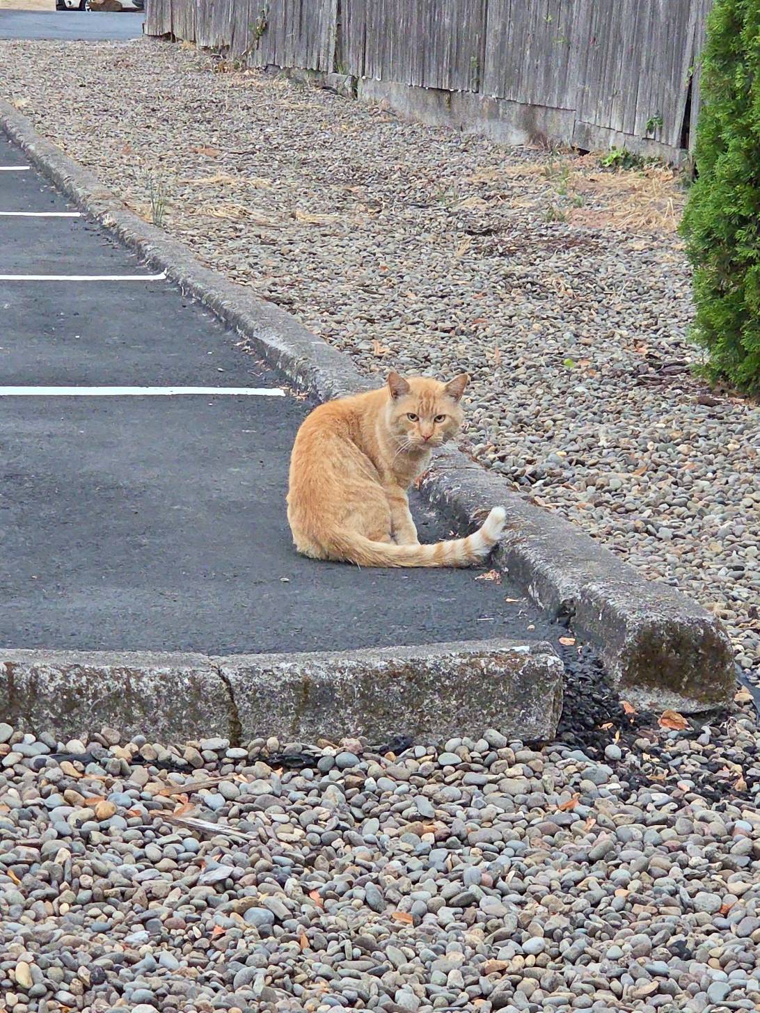 Archie, a cat found on Chonk Finder