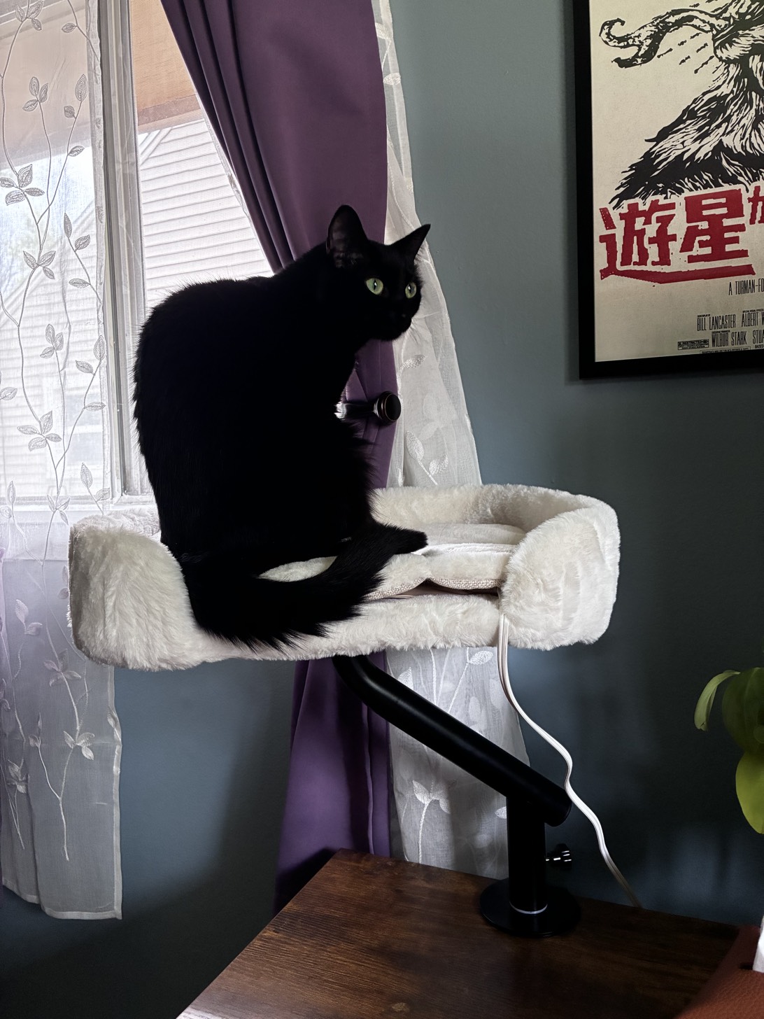 Shoes, a cat found on Chonk Finder