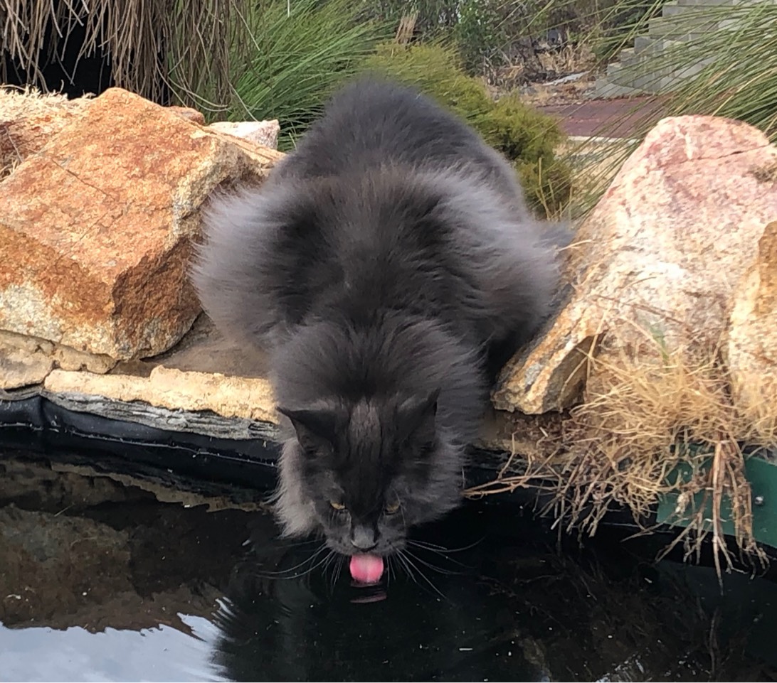 Thoth, a cat found on Chonk Finder