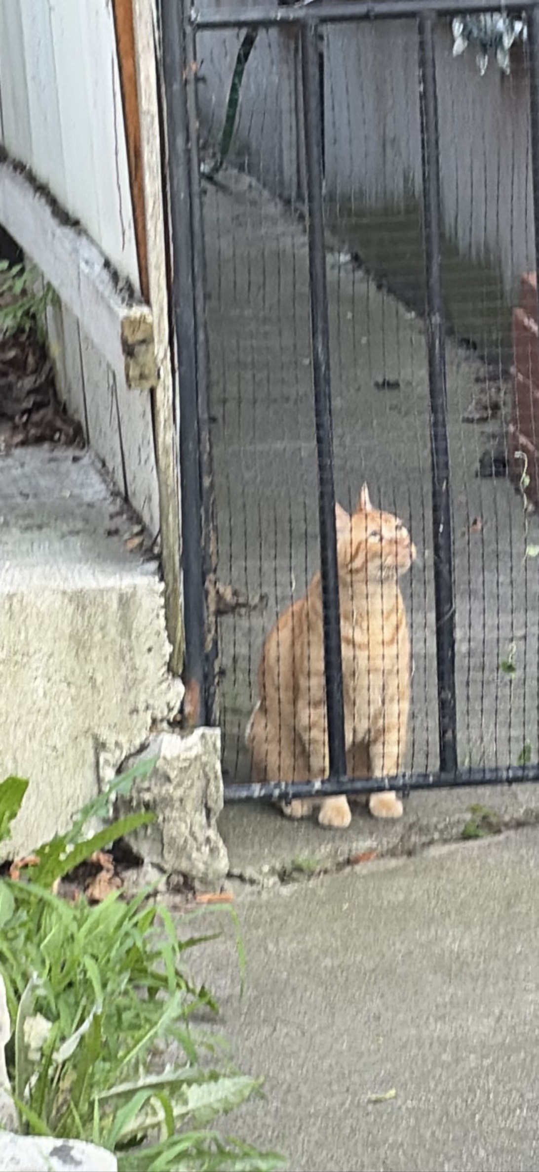 Cousin Jimmy, a cat found on Chonk Finder