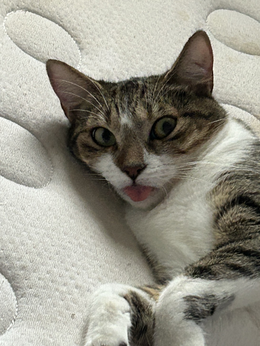 Zuki, a cat found on Chonk Finder