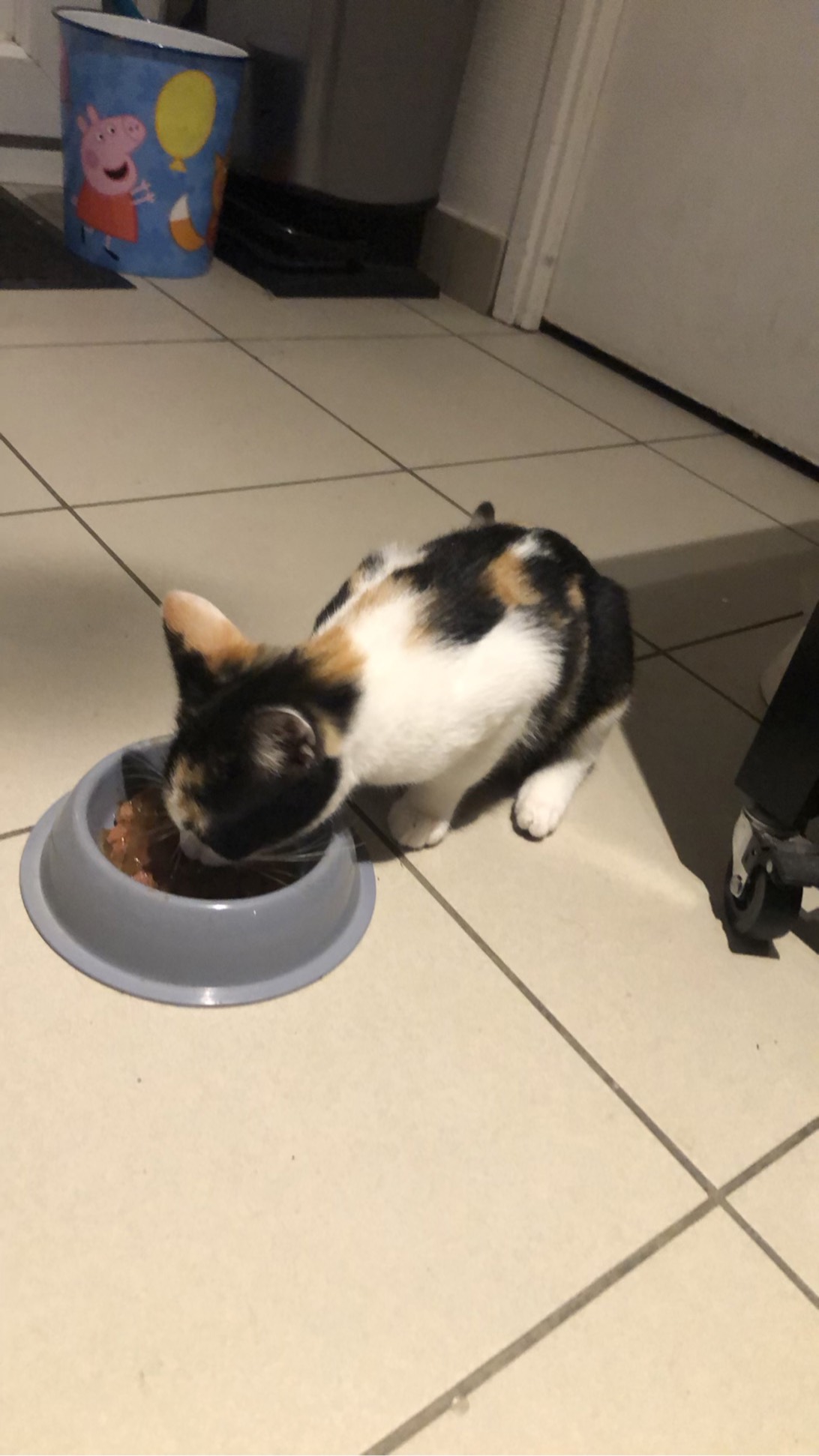 Dixie, a cat found on Chonk Finder