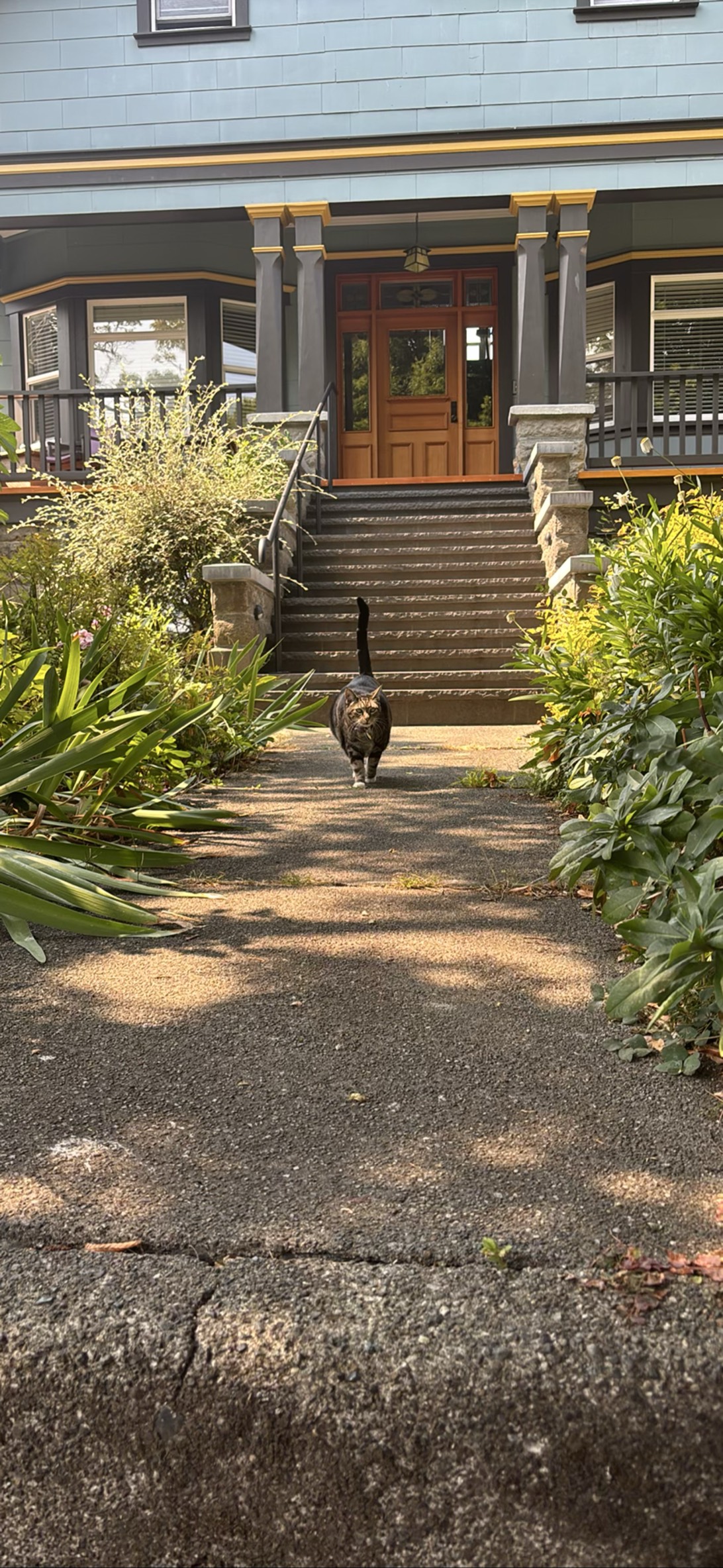 Fritz, a cat found on Chonk Finder