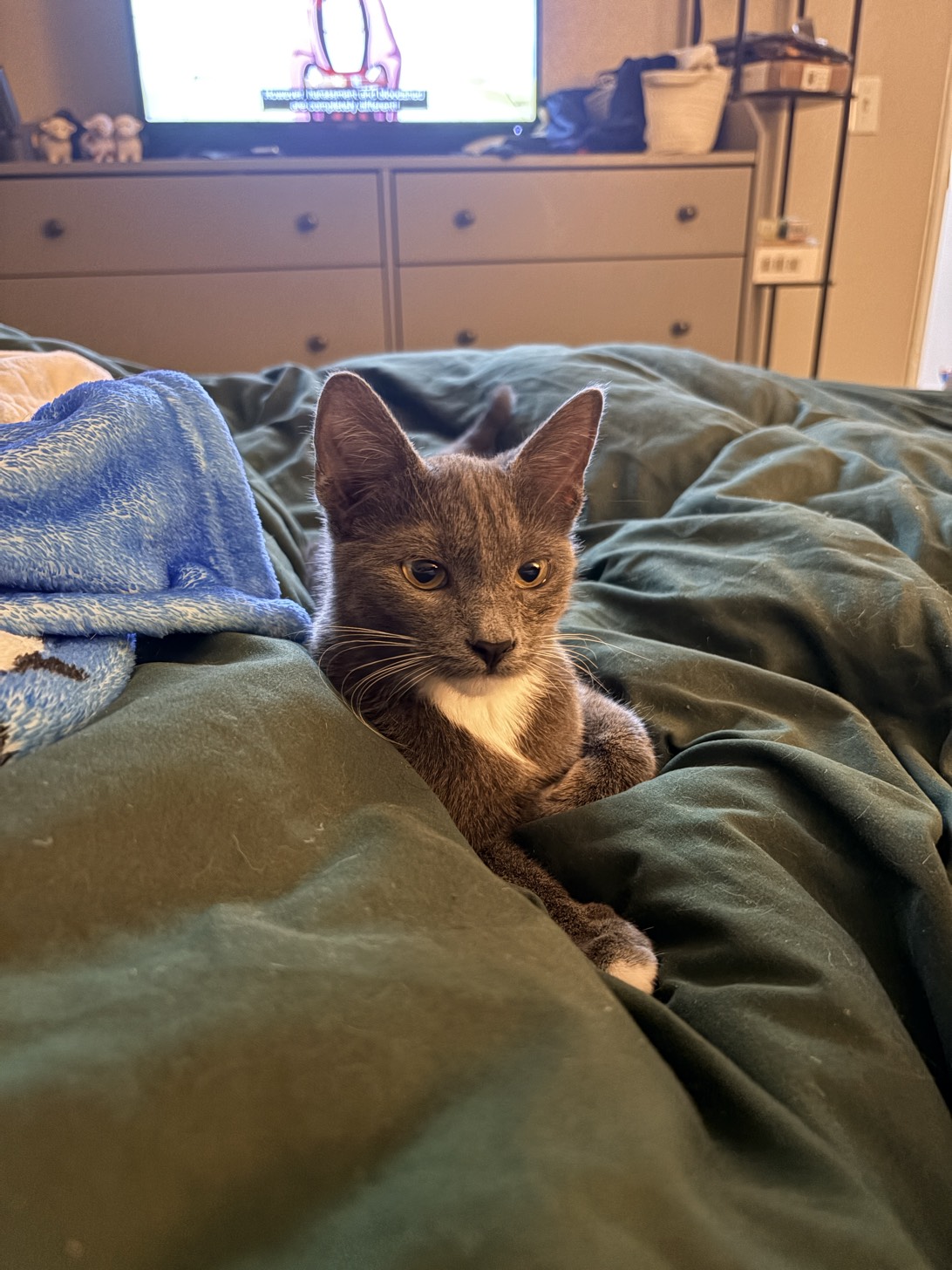 Sage, a cat found on Chonk Finder