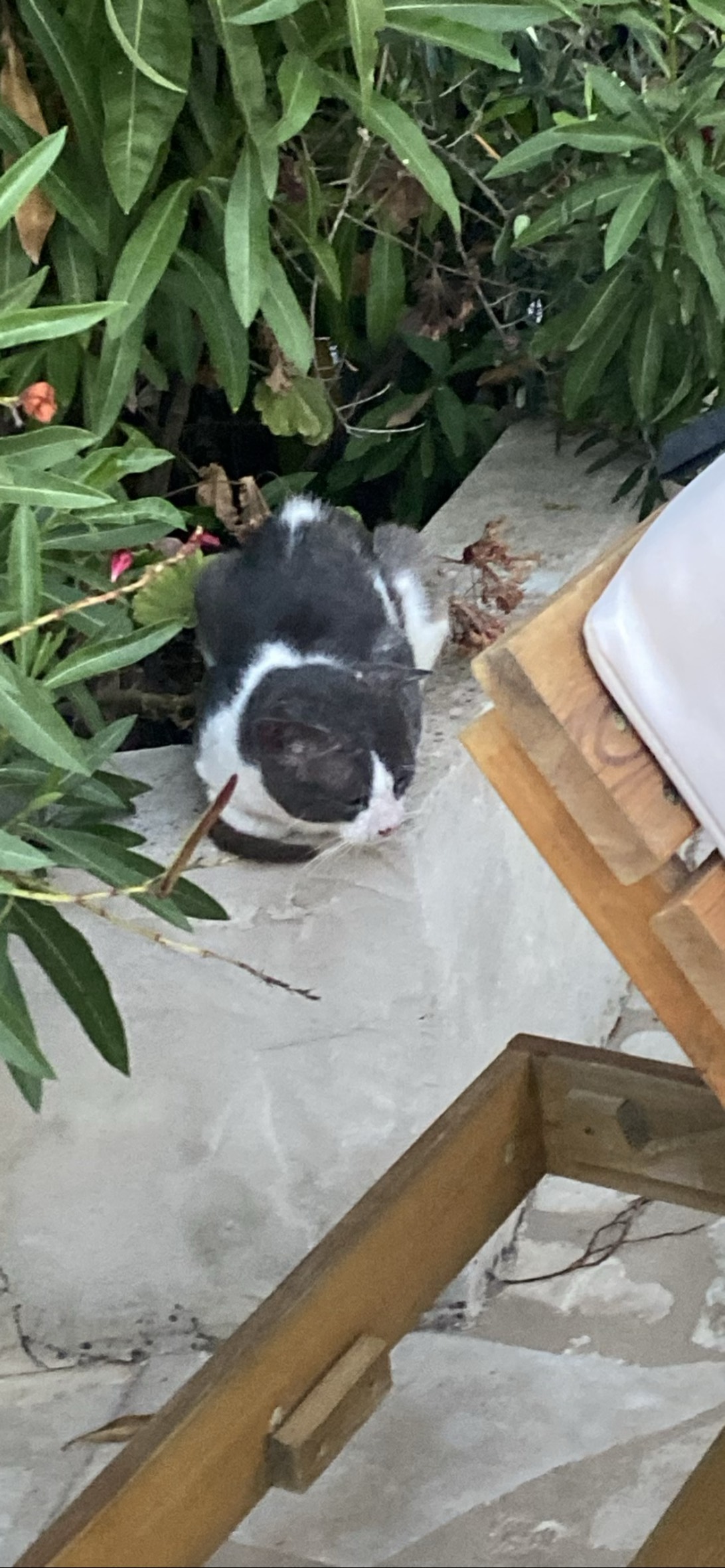 Moony, a cat found on Chonk Finder
