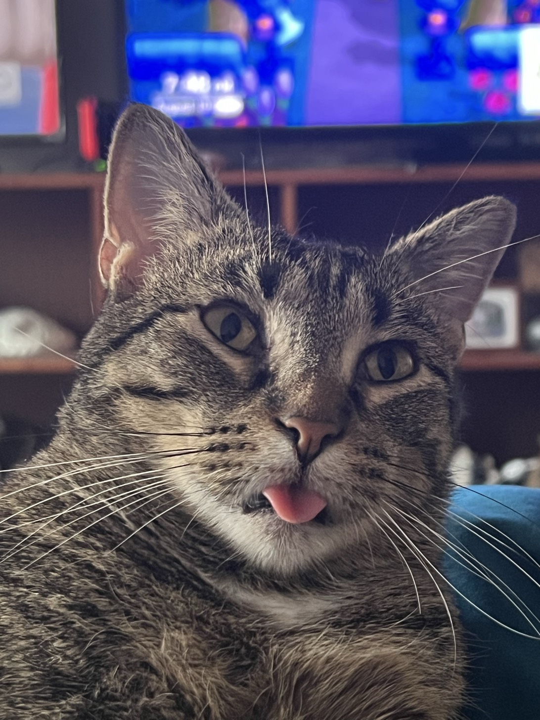 Mimi, a cat found on Chonk Finder