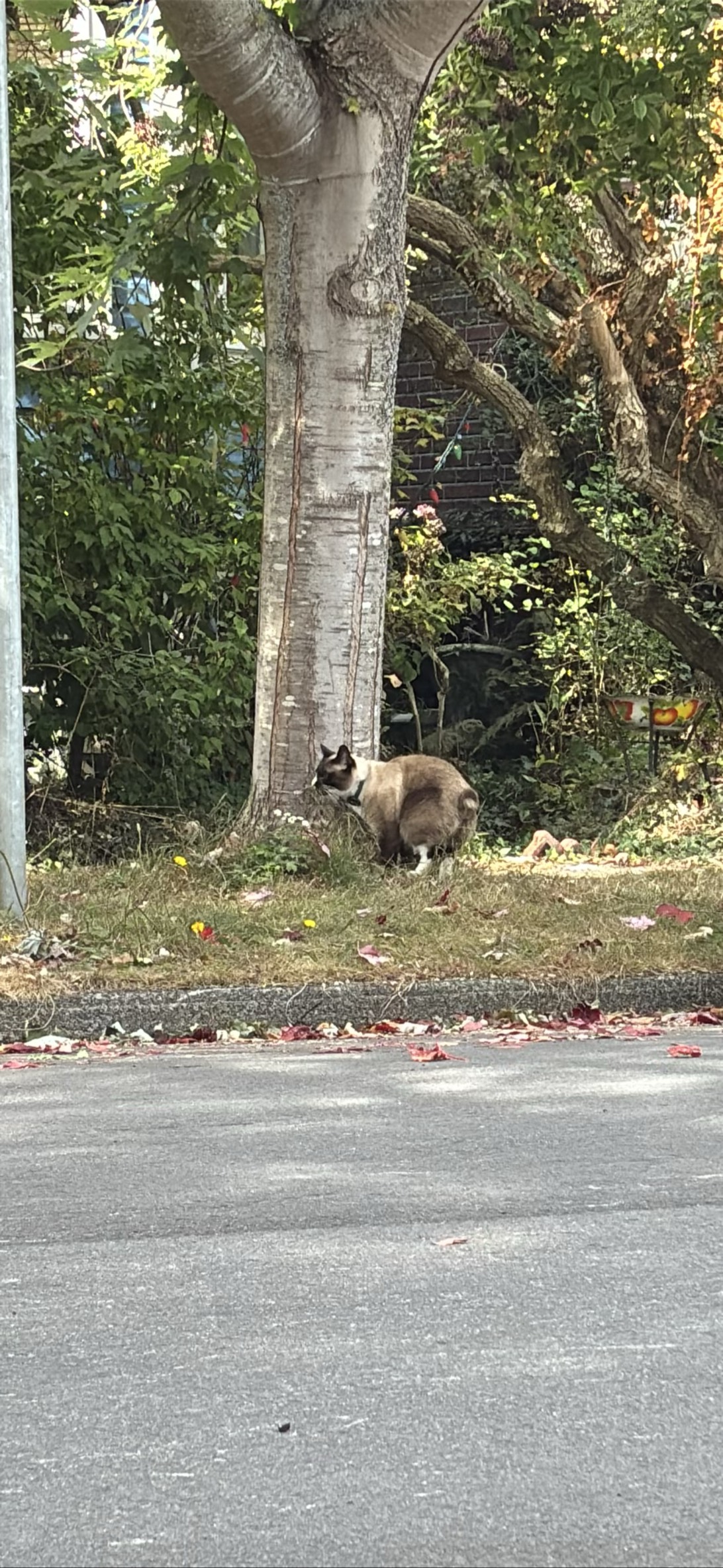 Stumpy, a cat found on Chonk Finder