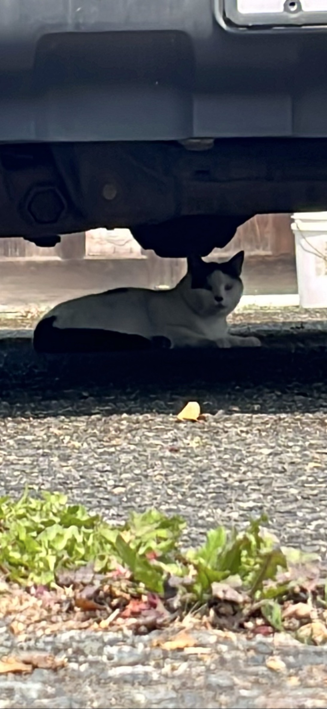 Chassis, a cat found on Chonk Finder