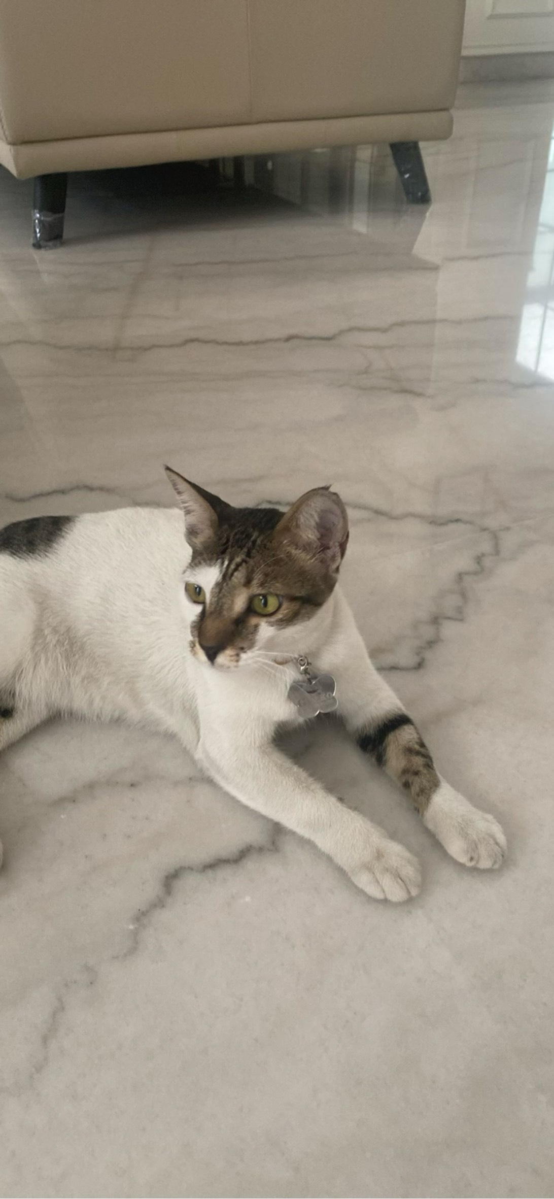 Gecko, a cat found on Chonk Finder
